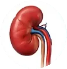 Doppler Renal