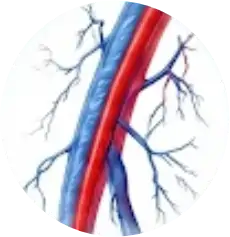 Doppler Venoso